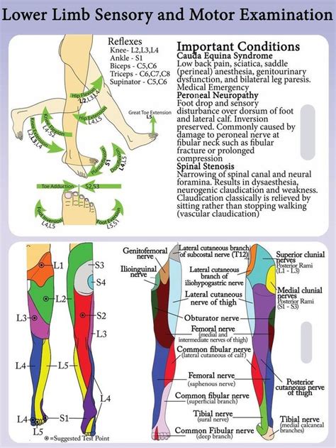 lower extremity dermatomes and myotomes ... | Medical anatomy, Medical ...