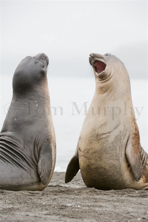 Elephant Seal Pups Playfighting – Tom Murphy Photography