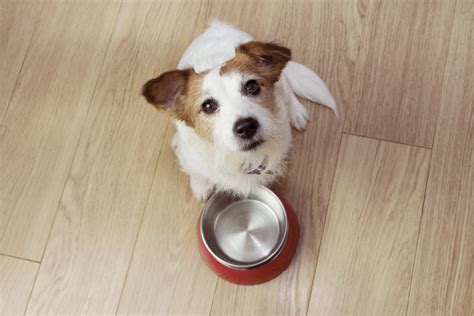 Why Is My Dog Throwing up Undigested Food, and What Can I Do? – Native Pet