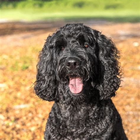 Black Labradoodles - Breed Profile & Information - SpiritDog Training