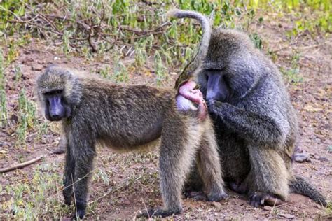 Mating Baboons Stock Photos, Pictures & Royalty-Free Images - iStock