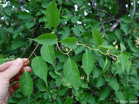 Celastrus scandens (American Bittersweet): Minnesota Wildflowers