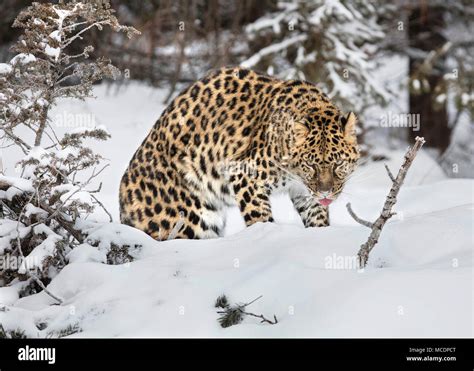 Snow Bound Amur Leopard Stock Photo - Alamy