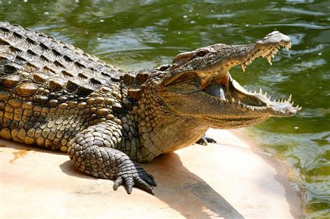 Lovable Images: Free Crocodile Images || Desktop Crocodile Wallpapers ...