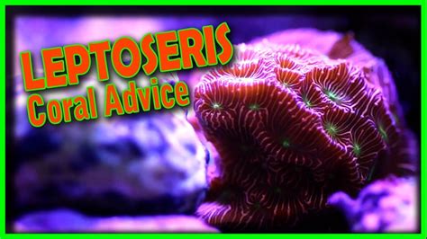 Coral Advice - Leptoseris Coral - YouTube