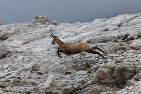 Premium Photo | Mountain goat jumping against rock