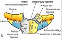 Anatomy - Back and Scapula Flashcards - Cram.com