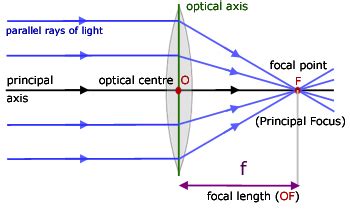 What happens to a light ray traveling parallel to the optical axis of a convex lens that passes ...