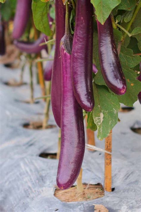 21 of the Best Japanese Eggplant Varieties | Gardener’s Path