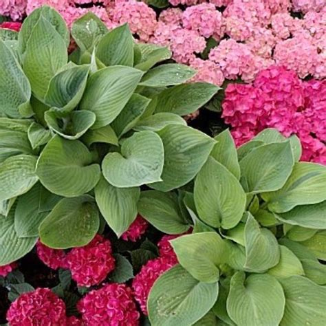 Fill in hostas with hydrangeas | Plants, Hostas, Beautiful flowers