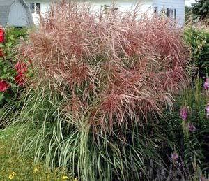 Purple Maiden Grass | A Touch of Green Landscaping Lockport IL