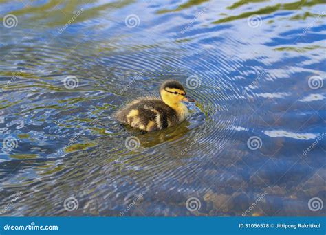 Baby Duck Swimming stock photo. Image of grass, duckling - 31056578