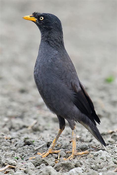 Javan Myna - Shanghai Birding 上海观鸟