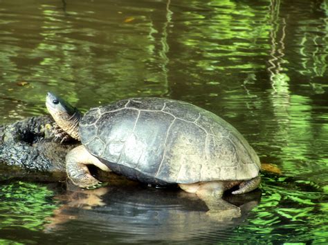 Tortuguero National Park, Costa Rica