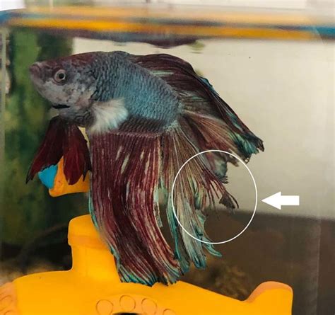 What does fin rot look like on a betta, Betta Fish Fin Rot: Treatment ...