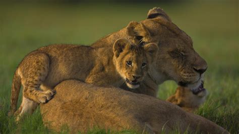 Lioness With A Cub HD desktop wallpaper : Widescreen : High Definition ...