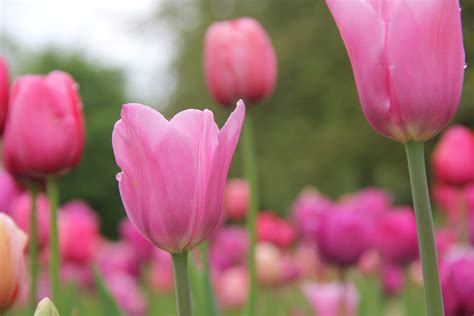 Fotos gratis : flor, pétalo, tulipán, primavera, rosado, flora, Flores ...