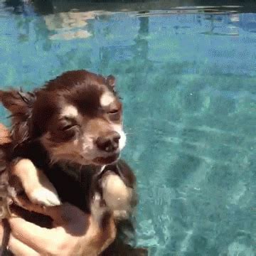 Look Swim GIF - Find & Share on GIPHY