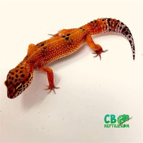 blood leopard gecko for sale | baby blood leopard gecko morphs