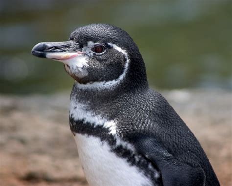 Galapagos Penguin Facts, Habitat, Diet, Life Cycle, Baby, Pictures