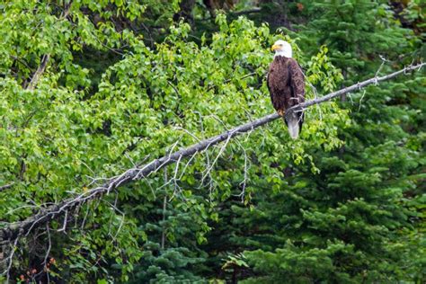 Top 10 Things to do in Waterton Lakes National Park – Earth Trekkers