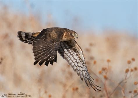 Female Northern Harrier flying down a slope – On The Wing Photography