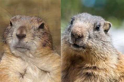 Gopher Vs. Groundhog (15 Differences)