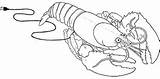 Realistic And Cartoon Lobster Coloring Sheets For Children  Pages sketch template