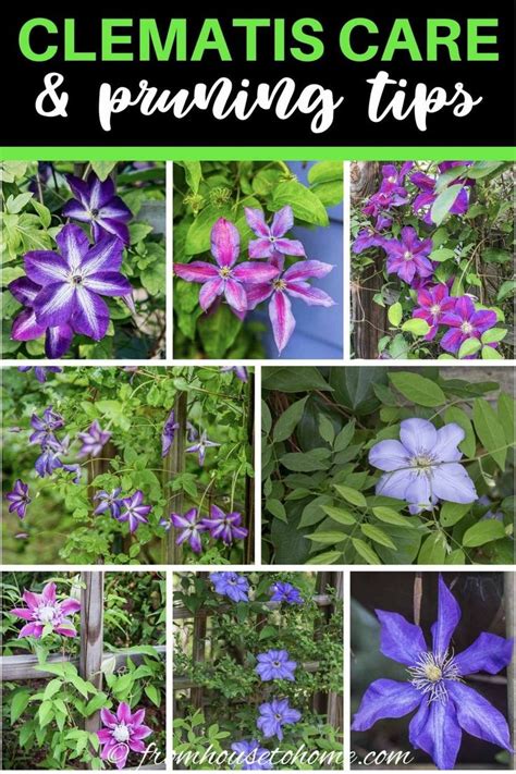 Clematis Vine Care: Planting, Growing and Pruning Tips - Gardener's Oasis | Clematis care ...