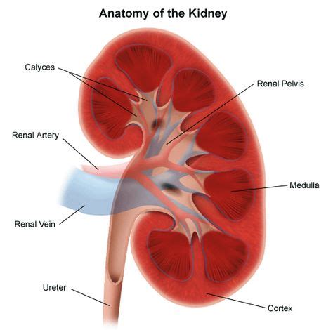 48 Best Kidney Cyst ideas | kidney cyst, cysts, kidney