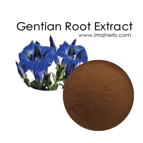 100% Natural Gentian Root P.E. Powder 10:1