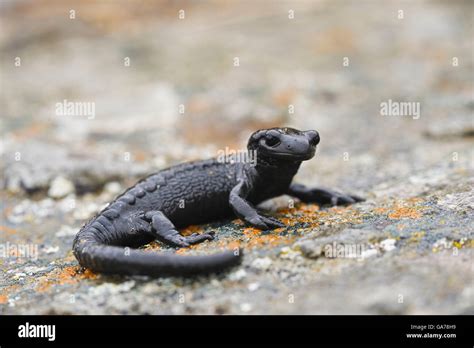 European Black Salamander Stock Photo - Alamy