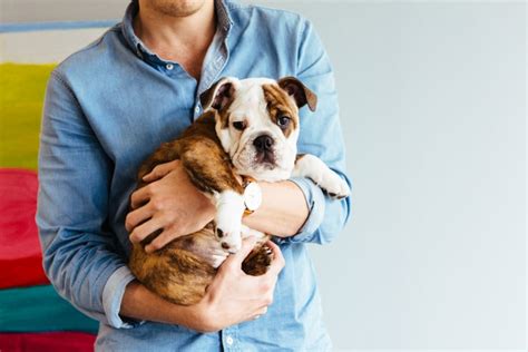 Five Unexpected Dog Breeds That Make Great Office Pets | Scout Jobs