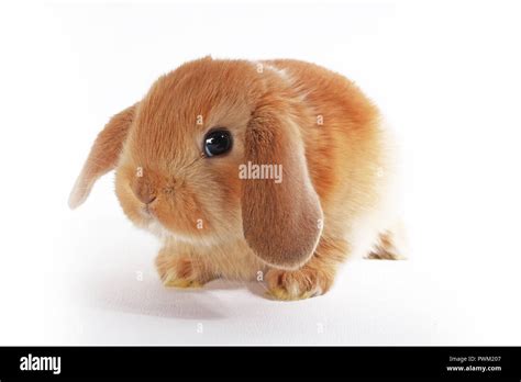 Cute bunny baby rabbit lop kit. New born bunnies. Cute Stock Photo - Alamy