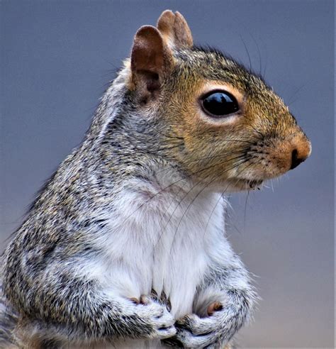 Squirrel holding something in both hands | Smithsonian Photo Contest ...