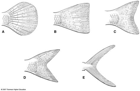 Fish Architecture: Caudal Fins | The Ocean Is Our Home