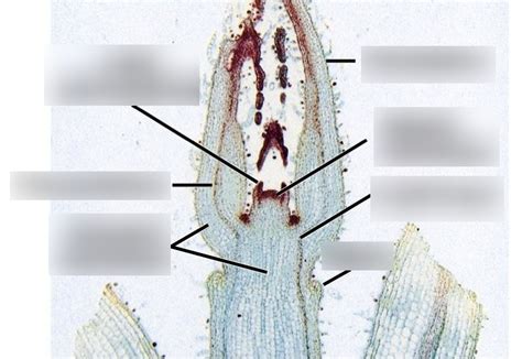 Stem Apical Meristem Diagram Diagram | Quizlet