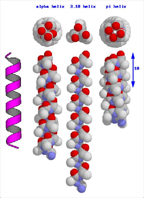 Beta-Keratins