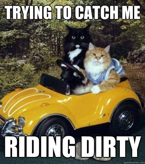 cat car memes | quickmeme