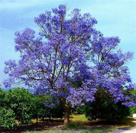 Jacaranda mimosifolia - Jacaranda Tree – Smart Seeds Emporium