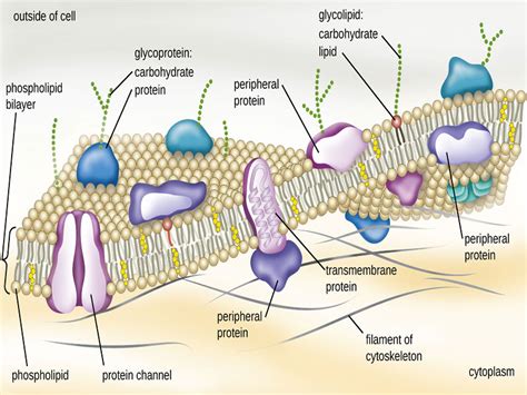 Cell membrane structure and function - Gene and Cells