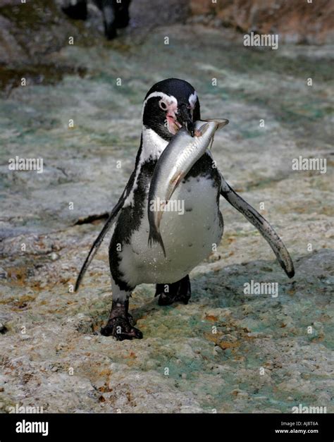 Humboldt penguin carrying a fish Stock Photo: 4786281 - Alamy