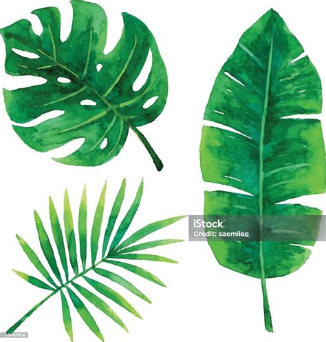 Watercolor Tropical Leaves Stock Illustration - Download Image Now - Leaf, Watercolor Painting ...