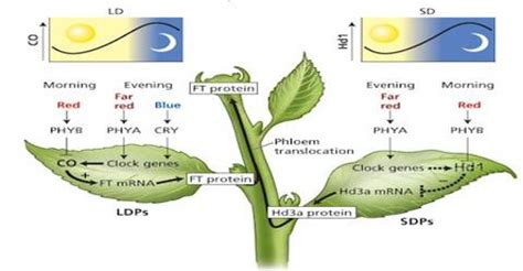 Photoperiodism and Photoperiod: Definition - QS Study