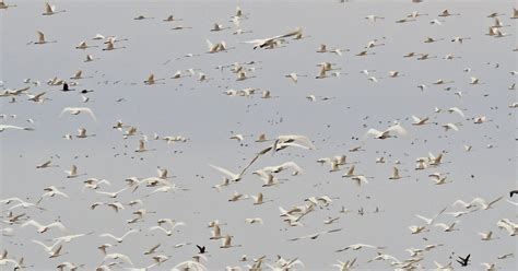 Spring bird migration underway across the state