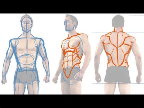 Divine Info About How To Draw Male Anatomy - Airportprize