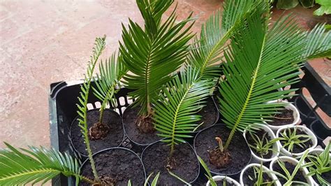 How to Harvest Sago Palm Pups - YouTube