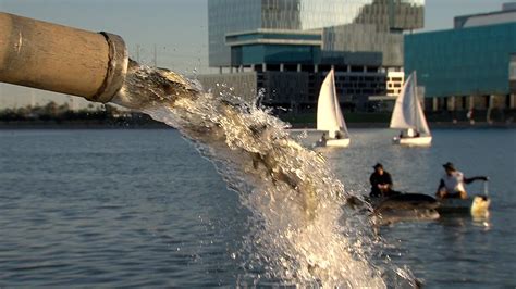 Welcoming the Trout to Tempe Town Lake - YouTube