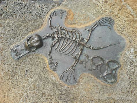 Platypus - Fossil Stones | In most of these pieces the artis… | Flickr