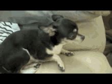 Chihuahua Angry GIFs | Tenor